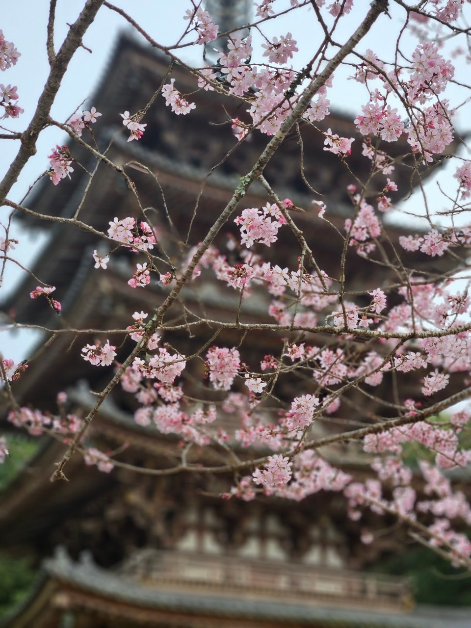 Cherry Blossoms and Daigo-ji